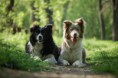 /album/fotogaleria/dsc-0016-jpg/
